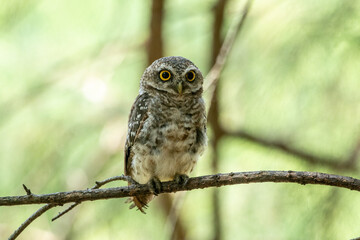 Spotted Owlet (Athene Brama) In Nature