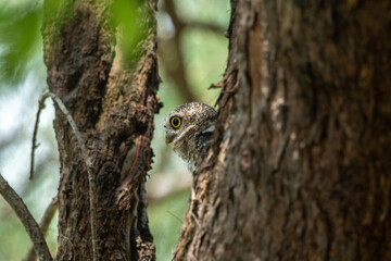 Spotted Owlet (Athene Brama) In Nature