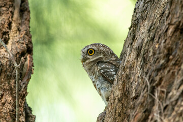 Spotted Owlet (Athene Brama) In Nature