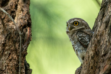 Spotted Owlet (Athene Brama) In Nature