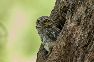 Spotted Owlet (Athene Brama) In Nature