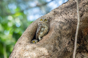 Spotted Owlet (Athene Brama) In Nature