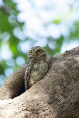 Spotted Owlet (Athene Brama) In Nature