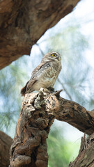 Spotted Owlet (Athene Brama) In Nature