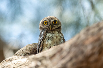Spotted Owlet (Athene Brama) In Nature
