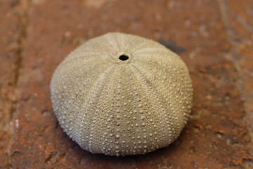 sea urchin shell