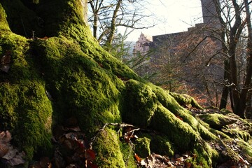 Moos abseits vom Dorf