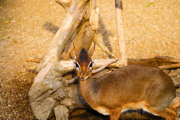 Dikdiki is a genus of miniature polar horns, belonging to the subfamily of true antelopes.