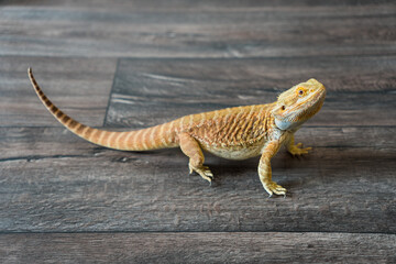 Detail of bearded dragon (pogona vitticeps) male on the floor at home