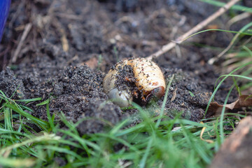 Scarab beetle larvae, cockchafer, a pest/ Larves de coléoptère scarabée, hanneton, un nuisible