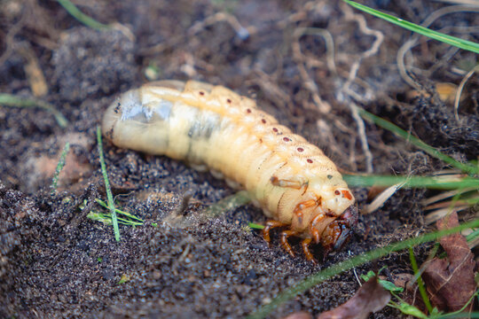 Scarab beetle larvae, cockchafer, a pest/ Larves de col&eacute;opt&egrave;re scarab&eacute;e, hanneton, un nuisible