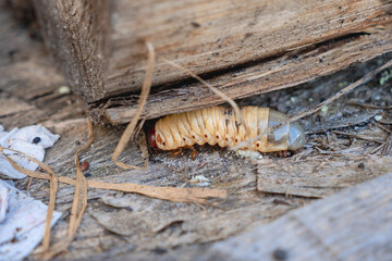 Scarab beetle larvae, cockchafer, a pest/ Larves de coléoptère scarabée, hanneton, un nuisible
