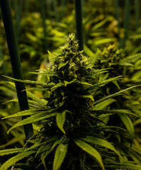 Plantacion interior de marihuana del tipo amnesia haze casi listas para cortar