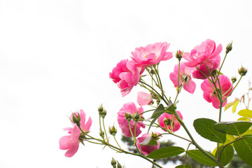 Fototapeta na wymiar Pink wild rose flowers in a garden on a rainy day.
