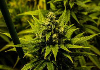 Plantacion interior de marihuana del tipo amnesia haze casi listas para cortar