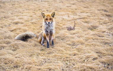 Red fox. A young mammal stands on a field under sunlight.