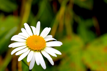 Close-up of a flowering chamomile in a meadow. Useful plants, used in medicine and soothing tea.