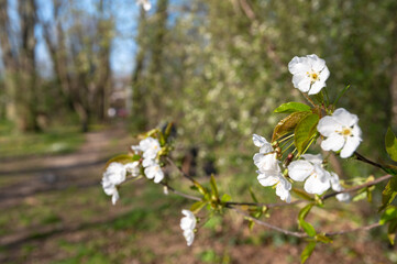 Espace naturel r&eacute;gional de la Fosse aux carpes Prunus avium/wild cherry/Merisier - Cerisier des oiseaux