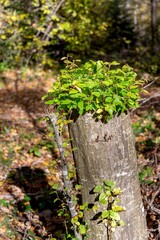 souche d'arbre avec de nombreuses petite pousse verte en son sommet formant un bouquet de feuille au milieu d'une foret du puy de dôme