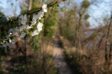 Espace naturel régional de la Fosse aux carpes Prunus avium/wild cherry/Merisier - Cerisier des oiseaux
