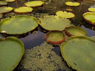 Victoria amazonica plants in a pond, selective focus