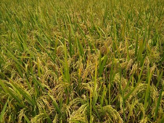 rice cultivation, Paddy field in Tenkasi, Tamil Nadu, India