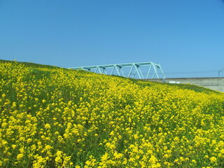 菜の花満開の江戸川土手とつくばエクスプレス線の鉄橋風景