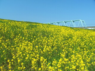 菜の花満開の江戸川土手とつくばエクスプレス線の鉄橋風景