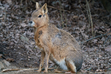 Patagonian mara resting at the ground, Dolichotis patagonum