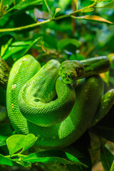 Green tree python (Morelia viridis) close-up. Portrait art.