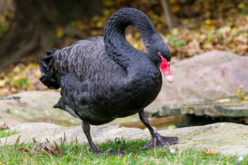 Elegant black swan walks around the pond (Cygnus atratus).