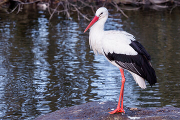 Fototapeta na wymiar White Stork stands on a stone