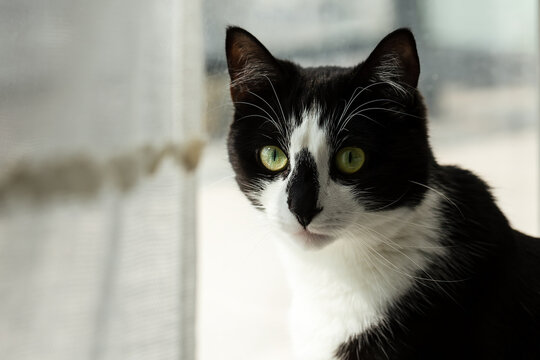 Portrait of a black and white cat near the window.