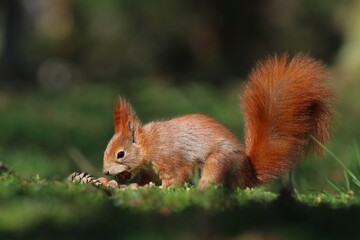 Beautiful portrait of a cute red squirrel. Sciurus vulgaris. 
Europen squirrel sitting  in the grass and eats nuts