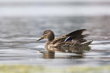 Northern Shoveler female (Anas clypeata) swimming in water. Wildlife scene from nature.