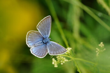 Portrait of a beautiful Amanda's blue butterfly. Polyommatus amandus