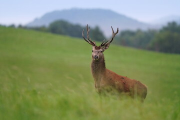 Naklejka na ściany i meble Beautiful european red deer in the nature habitat. Wildlife scene from european nature. Cervus elaphus. Portrait of a stag. Period of deer rut in the Lusatian mountains