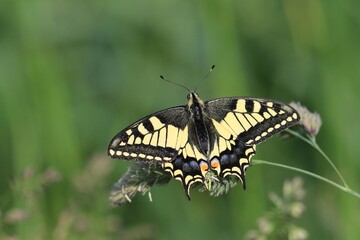 Old World swallowtail (Papilio machaon) resting on a flower in a green meadow, a butterfly of the family Papilionidae. The butterfly is also known as the common yellow swallowtail