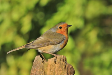 Photo of European robin (Erithacus rubecula) sits on a stump. Detailed and bright portrait. Autumn landscape with a song bird. Erithacus rubecula.