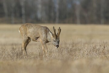 Young roebuck grazing on the meadow. Capreolus capreolus. Beautiful portrait of a roe deer.