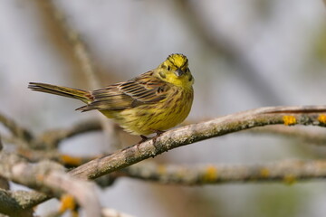 Yellowhammer sitting on the branch with blue background. Emberiza citrinella. Song bird in the nature habitat.
