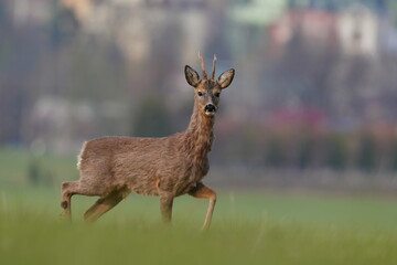 Naklejka na ściany i meble Roebuck grazing on the meadow. Capreolus capreolus. Beautiful portrait of a roe deer.