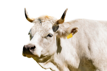 Portrait of a white cow (heifer) with horns isolated on white background. Alps, Italy, south Europe.