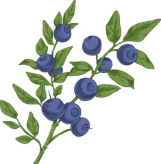 Bilberry Hand Drawn Illustration © Good Studio