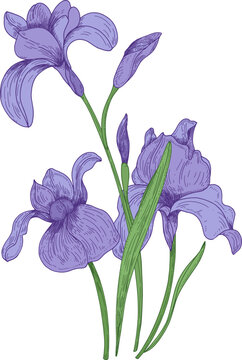 Iris Flowers Hand Drawn Illustration