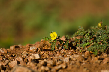 Lonely Yellow Flower on hills Rockside forest