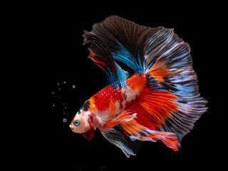 Siamese fighting fish Koi Betta