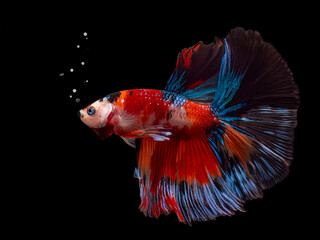 Siamese fighting fish Koi Betta
