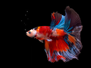 Siamese fighting fish Koi Betta