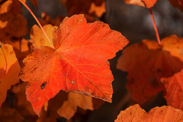 Close up red maple leaf